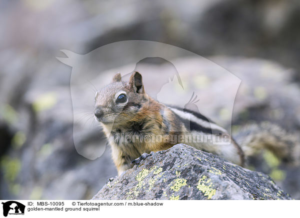 golden-mantled ground squirrel / MBS-10095