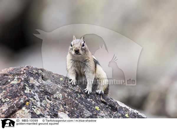 Goldmantel-Ziesel / golden-mantled ground squirrel / MBS-10099
