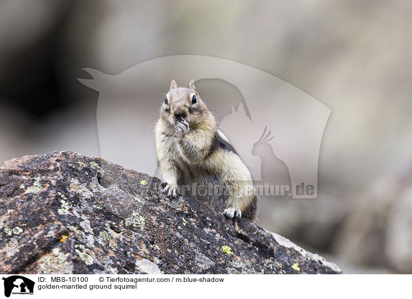 Goldmantel-Ziesel / golden-mantled ground squirrel / MBS-10100