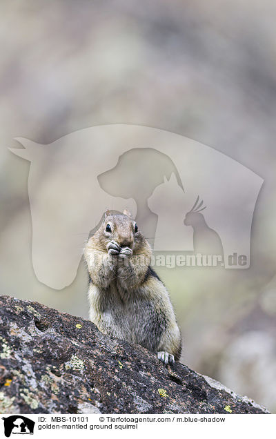golden-mantled ground squirrel / MBS-10101