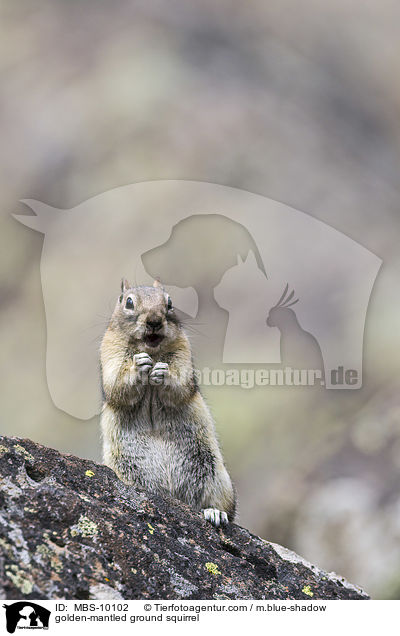golden-mantled ground squirrel / MBS-10102