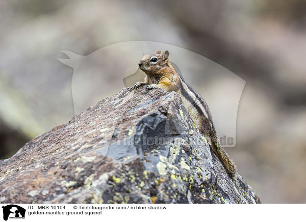 golden-mantled ground squirrel / MBS-10104