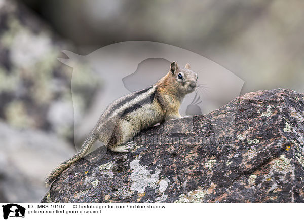 golden-mantled ground squirrel / MBS-10107