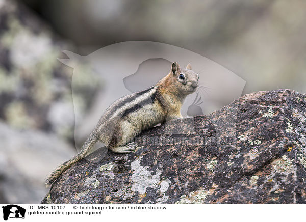 Goldmantel-Ziesel / golden-mantled ground squirrel / MBS-10107
