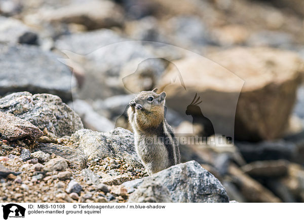 Goldmantel-Ziesel / golden-mantled ground squirrel / MBS-10108