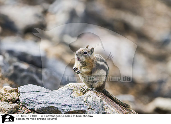 golden-mantled ground squirrel / MBS-10109