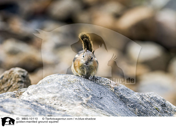 golden-mantled ground squirrel / MBS-10110