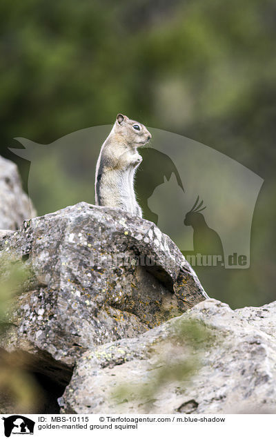 golden-mantled ground squirrel / MBS-10115