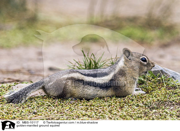 Goldmantel-Ziesel / golden-mantled ground squirrel / MBS-10117