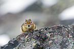 golden-mantled ground squirrel