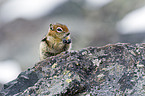 golden-mantled ground squirrel