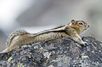 golden-mantled ground squirrel