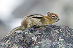 golden-mantled ground squirrel