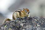 golden-mantled ground squirrel