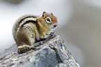 golden-mantled ground squirrel