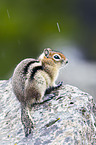 golden-mantled ground squirrel