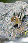 golden-mantled ground squirrel