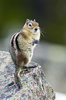 golden-mantled ground squirrel