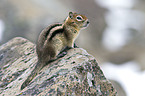 golden-mantled ground squirrel