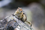 golden-mantled ground squirrel