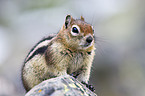 golden-mantled ground squirrel