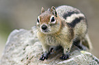 golden-mantled ground squirrel