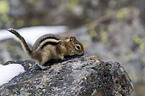 golden-mantled ground squirrel