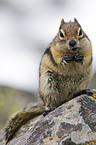 golden-mantled ground squirrel