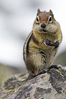 golden-mantled ground squirrel