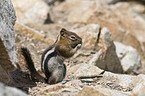 golden-mantled ground squirrel