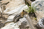 golden-mantled ground squirrel