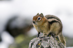 golden-mantled ground squirrel