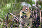 golden-mantled ground squirrel