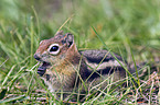 golden-mantled ground squirrel