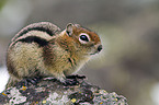 golden-mantled ground squirrel