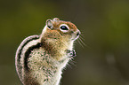 golden-mantled ground squirrel