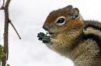 golden-mantled ground squirrel