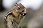 golden-mantled ground squirrel