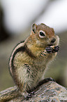 golden-mantled ground squirrel