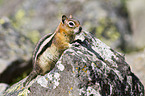 golden-mantled ground squirrel