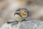 golden-mantled ground squirrel