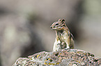 golden-mantled ground squirrel