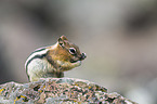 golden-mantled ground squirrel