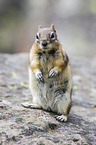 golden-mantled ground squirrel