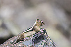 golden-mantled ground squirrel