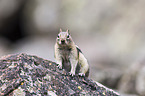 golden-mantled ground squirrel