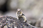 golden-mantled ground squirrel