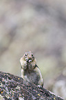 golden-mantled ground squirrel