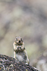 golden-mantled ground squirrel