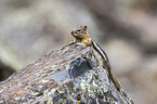 golden-mantled ground squirrel